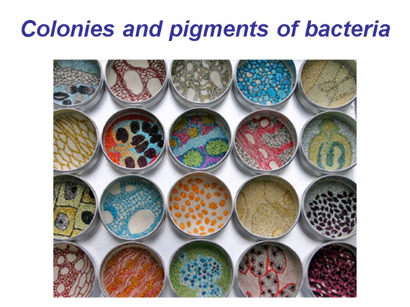 Colonies and pigments of bacteria